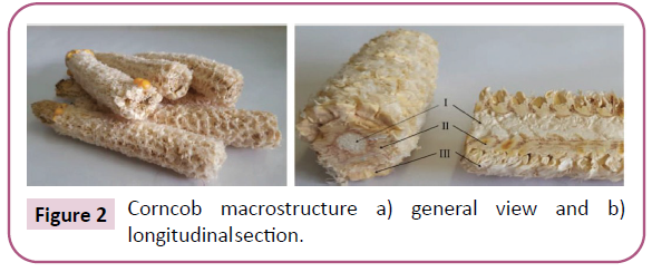 advances-in-applied-science-research-corncob-macrostructure