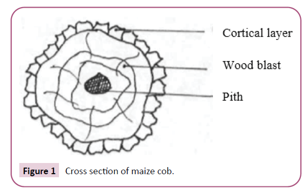 advances-in-applied-science-research-maize-cob