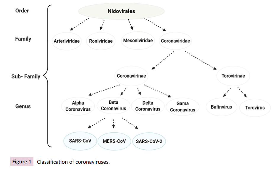 biochemistry-molecular-biology-classification-coronaviruses