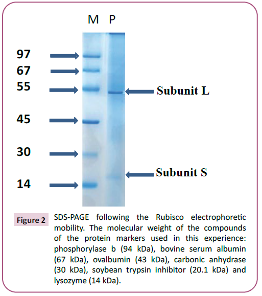 biochemistry-molecular-biology-rubisco-electrophoretic