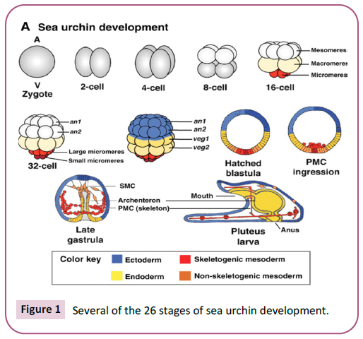 biochemistry-molecular-biology-urchin-development