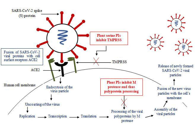 diseases-treatment