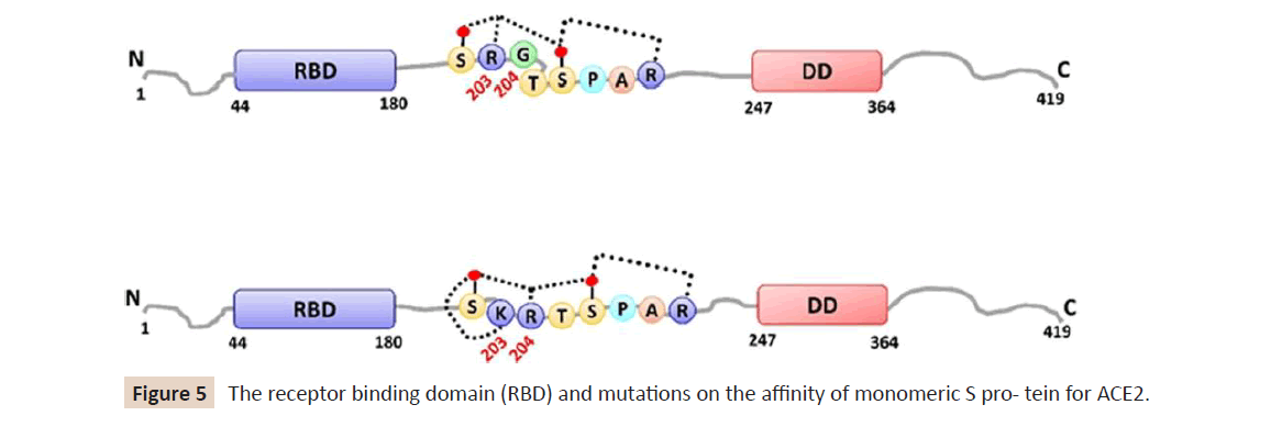 infection-control-binding-domain