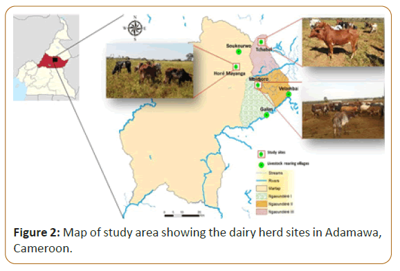 veterinary-medicine-adamawa