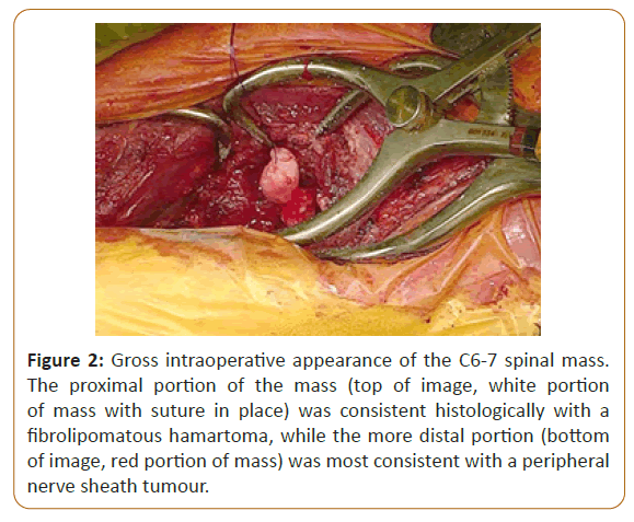 veterinary-medicine-intraoperative