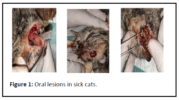 veterinary-medicine-lesions