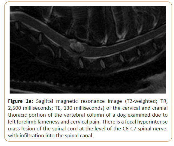 veterinary-medicine-magnetic