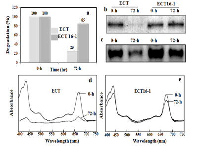 Biochemistry-Molecular-Biology-Journal-Degradation