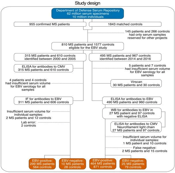 European-Journal-Experimental-Biology-Flow