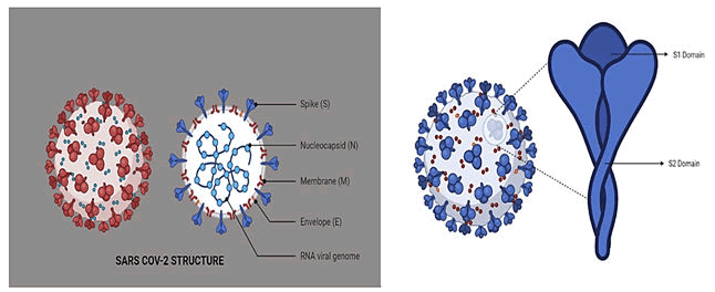 IPBJR-SARS