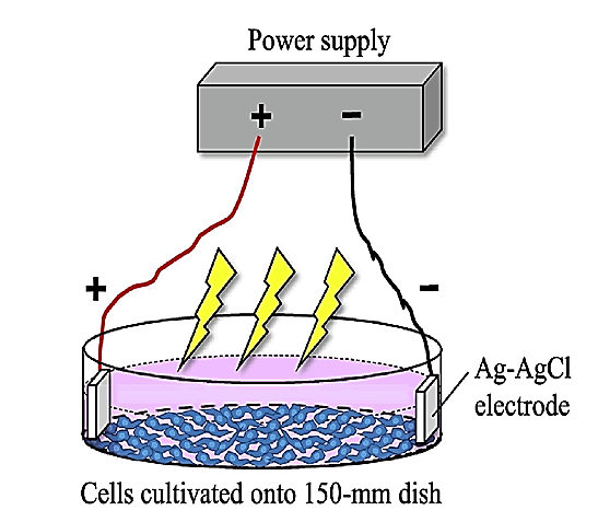 IPBMBJ-Cells