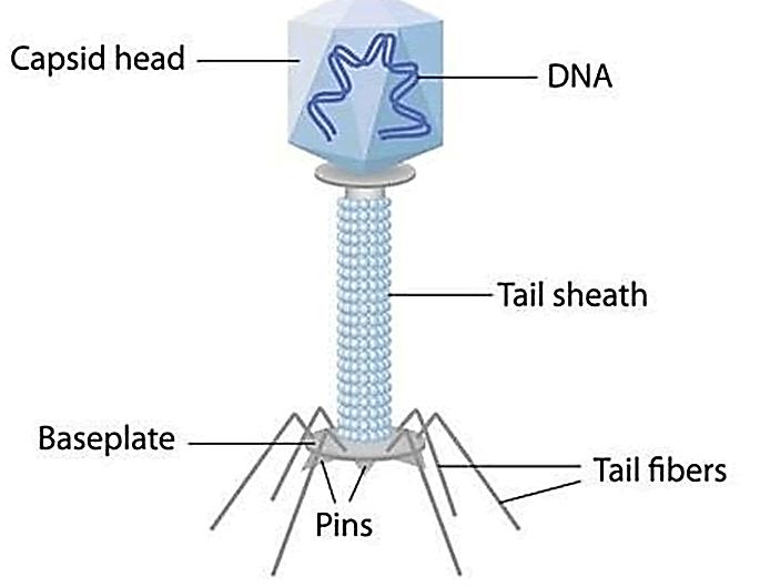 IPBMBJ-Structure