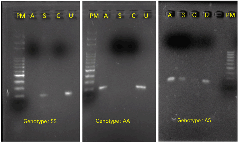 IPBMBJ-mpl