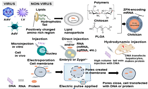 International-Journal-Applied-Science-Research-Review-Delivery