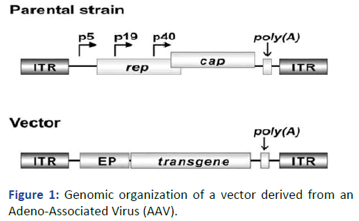 Animal-Livestock-Genomic