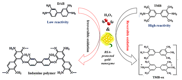 Biochemistry-Molecular-Biology-Journal-DAB-oxidation