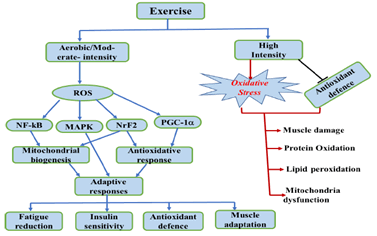 Biochemistry-Molecular-Biology-Journal-Diagram