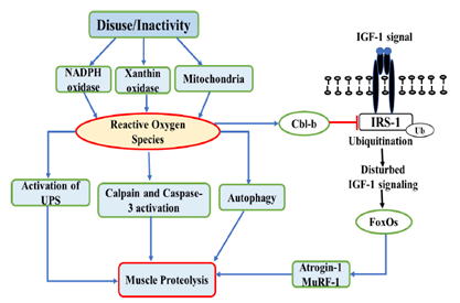 Biochemistry-Molecular-Biology-Journal-Diagram-Illustrating-Disuse