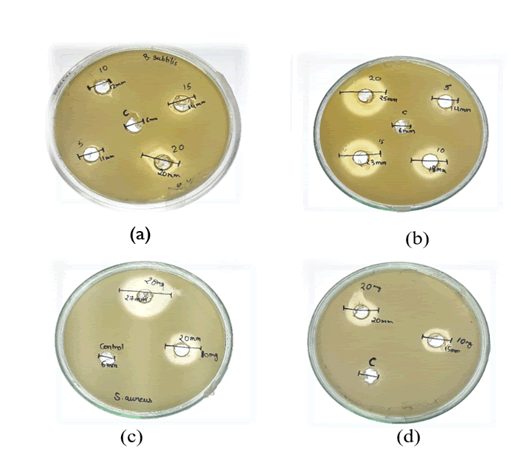 IPIPR-Antibacterial