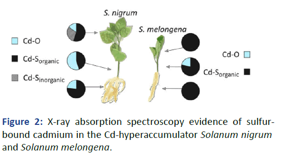 RGP-absorption