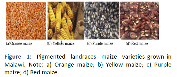 aasrfc-landraces