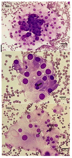 Journal-Veterinary-Medicine-Surgery-Cytological