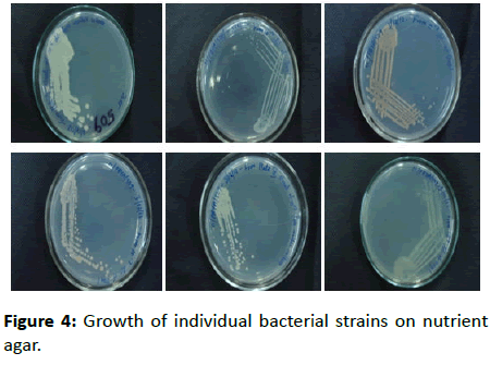 Experimental-Biology-Growth