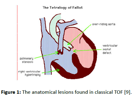 Experimental-Biology-anatomical