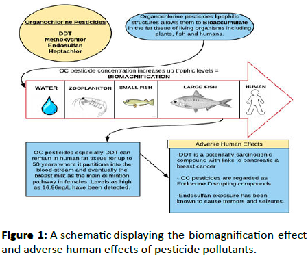 Experimental-Biology-biomagnification