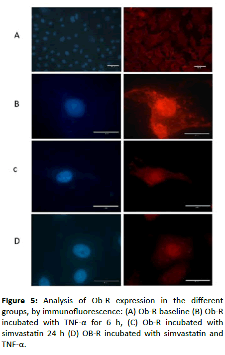 Experimental-Biology-immunofluorescence