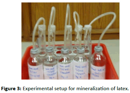Experimental-Biology-mineralization
