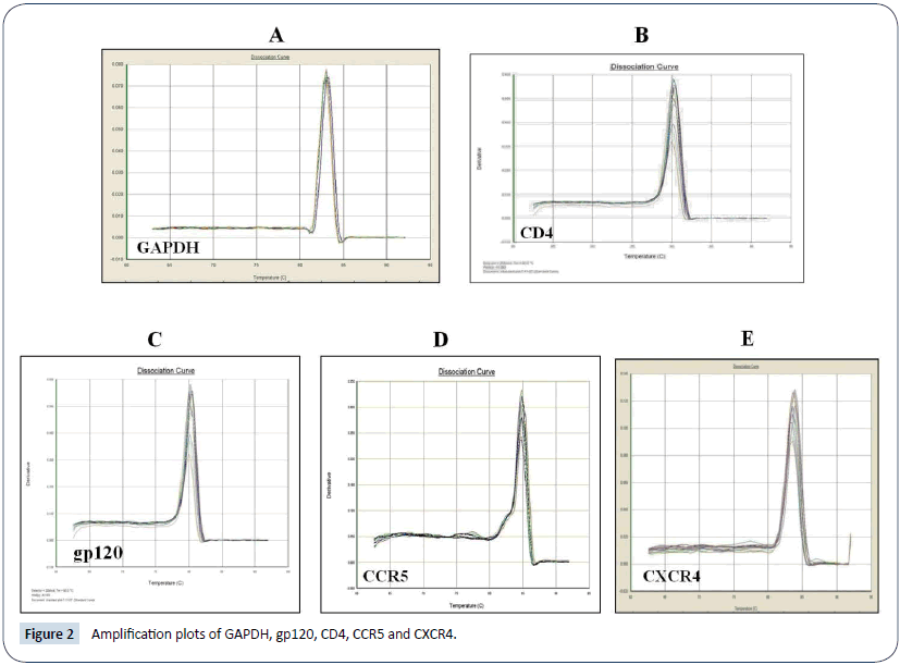 HIV-Retro-Virus-Amplification