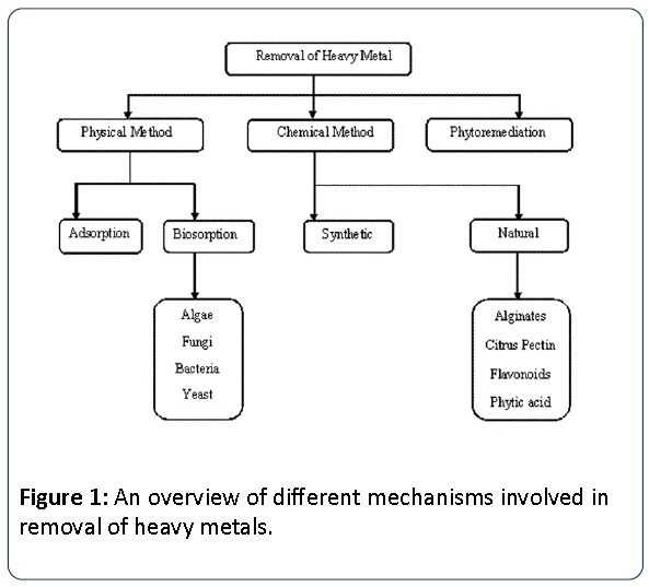 Heavy-Metal-Toxicity-overview-different-mechanisms-involved