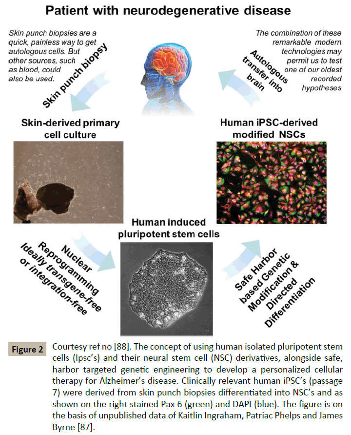 Insights-Stem-Cells-Courtesy-human-pluripotent