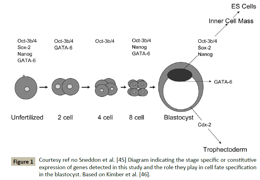 Insights-Stem-Cells-Courtesy-indicating-constitutive