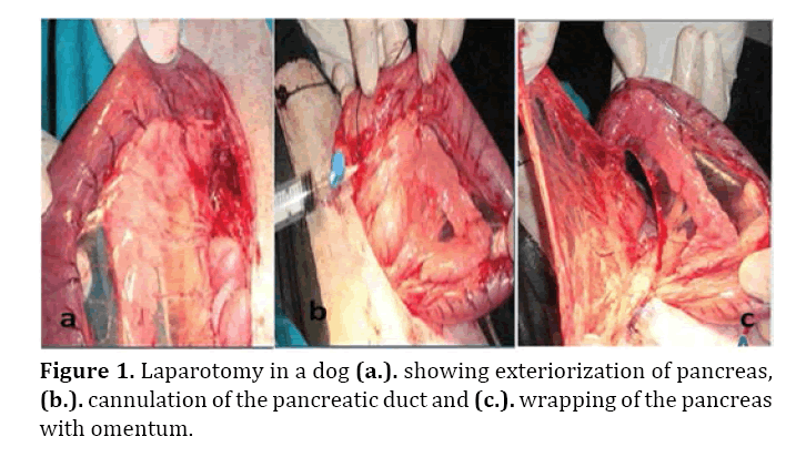 Pancreas-exteriorization-pancreas