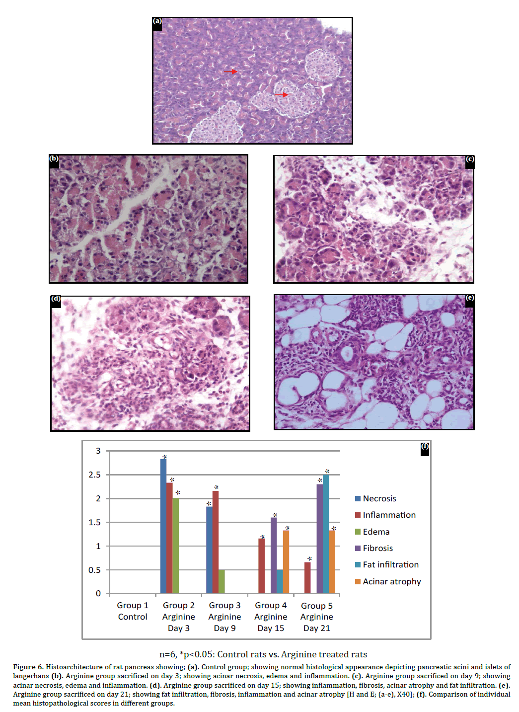 Pancreas-histoarchitecture-normal