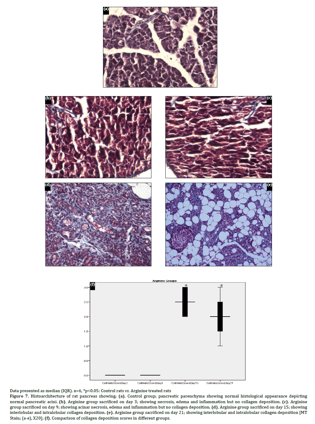 Pancreas-histoarchitecture-pancreatic