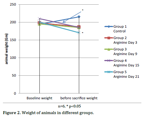 Pancreas-weight-animals-groups