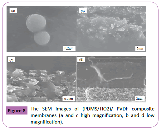 Polymer-Sceiences-SEM-images