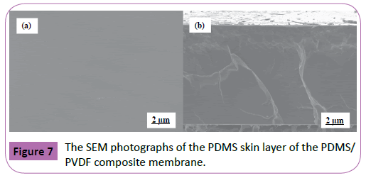 Polymer-Sceiences-SEM-photographs