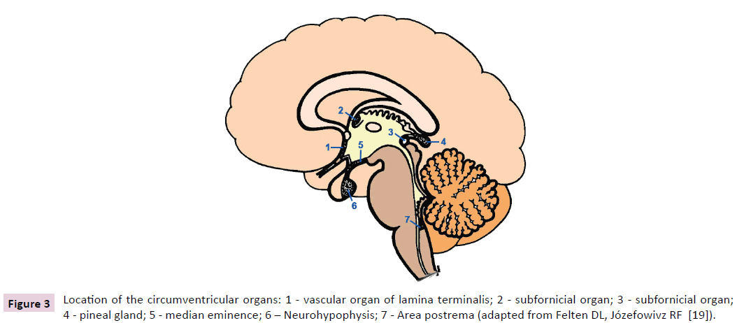 Psychopathologic-lamina-terminalis