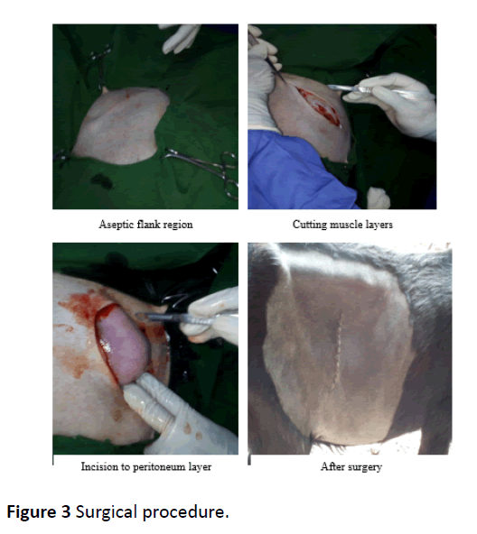 Veterinary-Medicine-Surgical-procedure