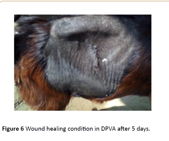 Veterinary-Medicine-Wound-healing