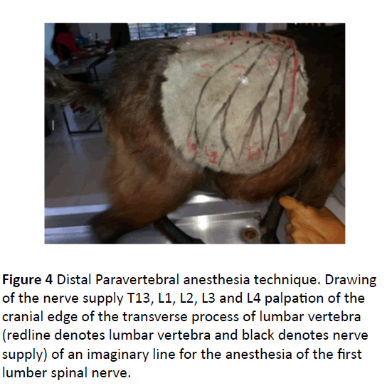 Veterinary-Medicine-anesthesia-technique