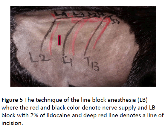 Veterinary-Medicine-anesthesia-technique