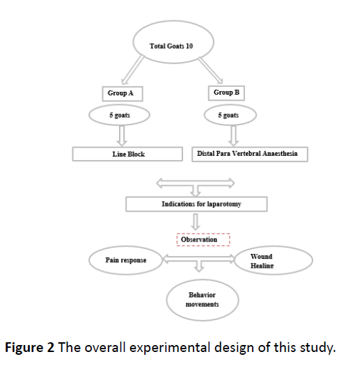 Veterinary-Medicine-experimental-design