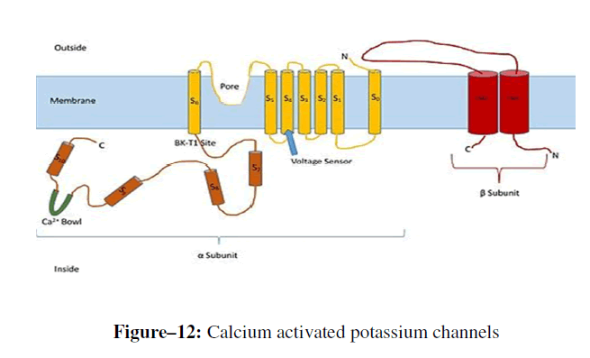 advanced-drug-delivery-activated-potassium