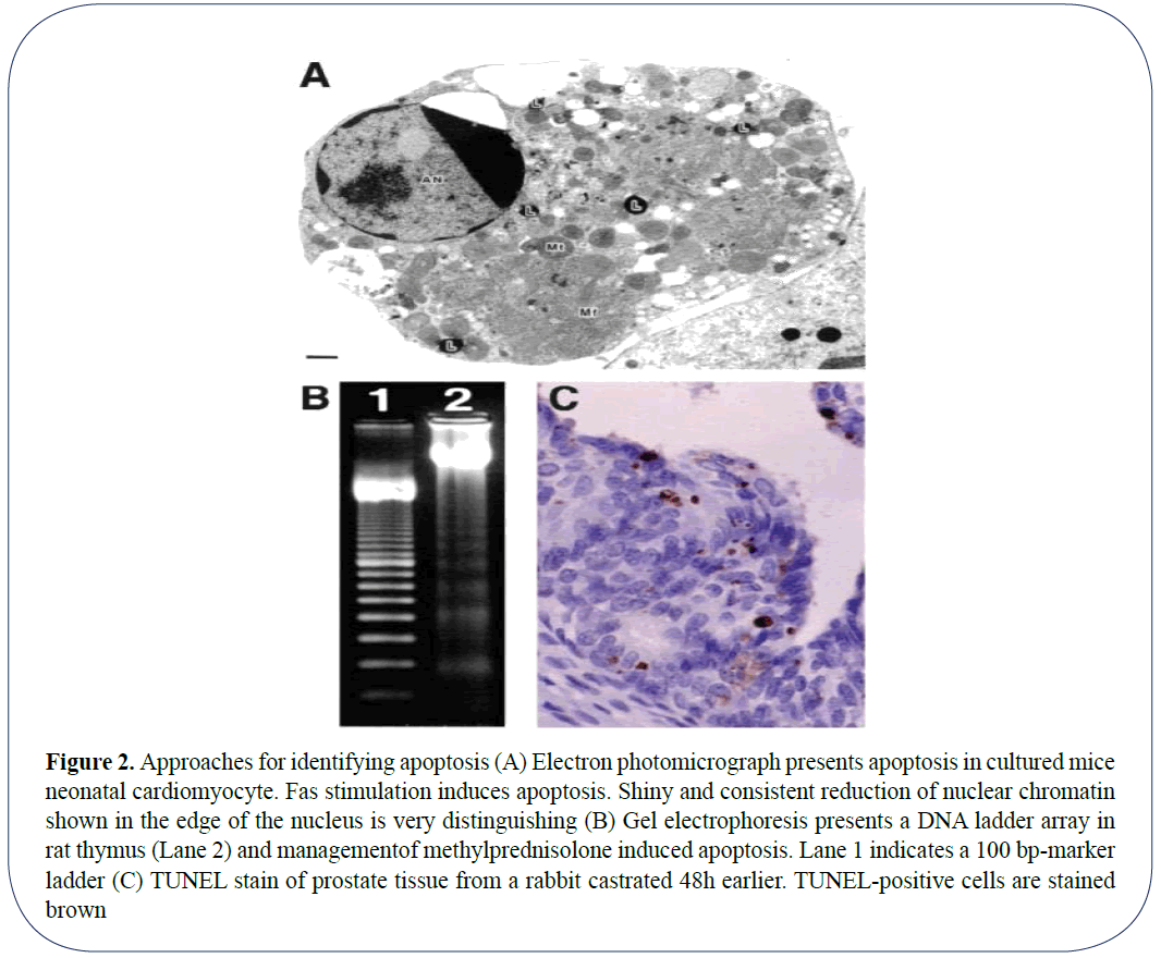 advanced-drug-delivery-apoptosis-electron