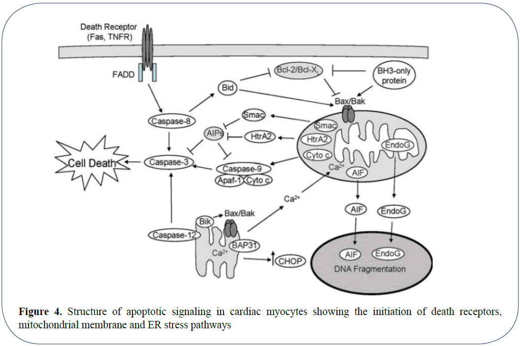 advanced-drug-delivery-apoptotic-signaling-cardiac